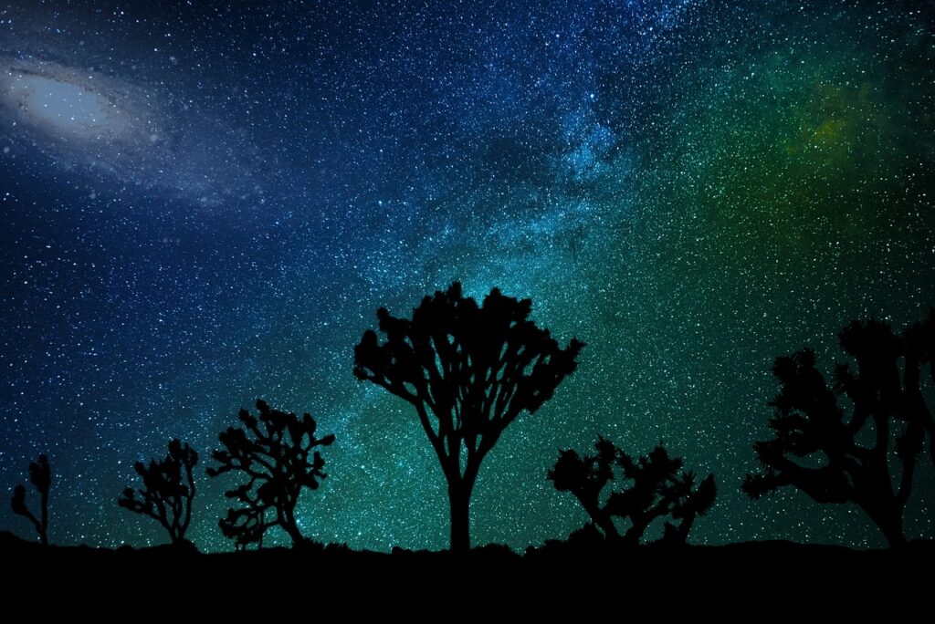 joshua Tree National Park